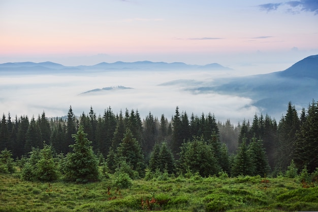 Mglisty górski krajobraz Karpat z jodłowym lasem, wierzchołkami drzew wystającymi z mgły.