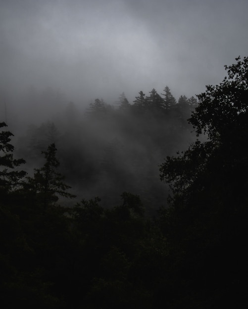 Mglisty krajobraz z lasem pokrytym mgłą pod ciemnymi burzowymi chmurami