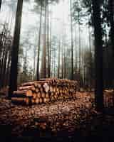 Bezpłatne zdjęcie mglisty las krajobraz ze stosem pni