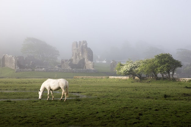 Mglisty poranek na zamku Ogmore