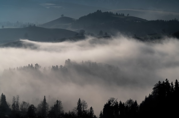 Mgły w lesie