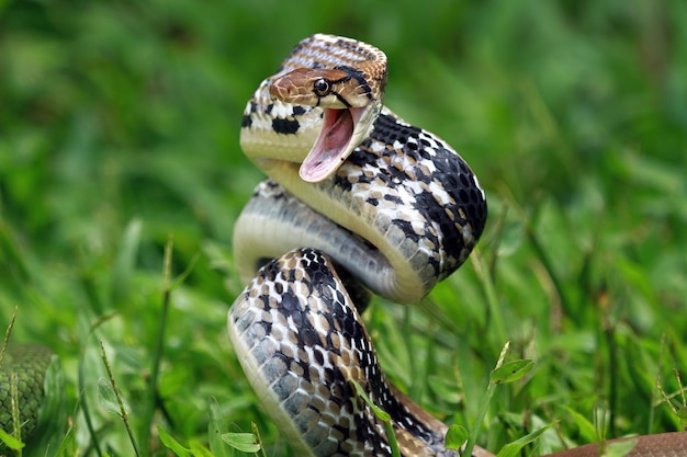Miedzianogłowy Ozdobny Wąż gotowy do ataku