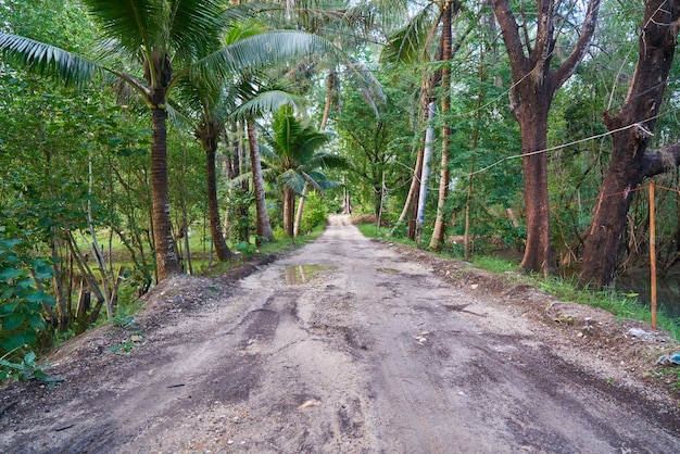 miejsc docelowych podróży drzewa palmowego świeżość pieszo środowiska