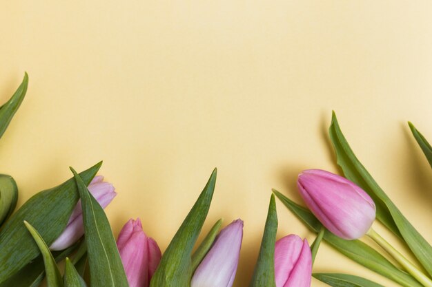 Miękkich części różowi tulipany na żółtym tle