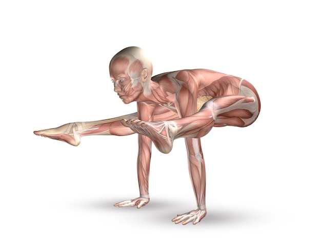 Bezpłatne zdjęcie mięśnie ciała ludzkiego