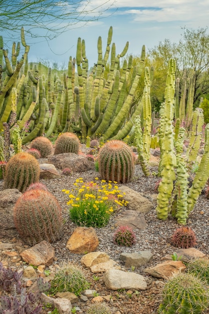 Bezpłatne zdjęcie mieszane kaktusy na pustyni