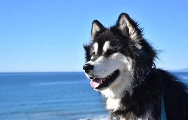 Mieszanka Alaskan Malamute i Husky z widokiem na ocean