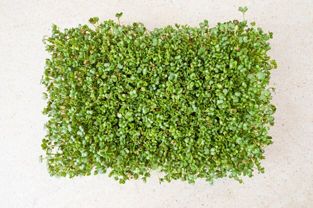 Mikro-zielone. Porośnięte nasiona gorczycy na stole. Widok z góry.