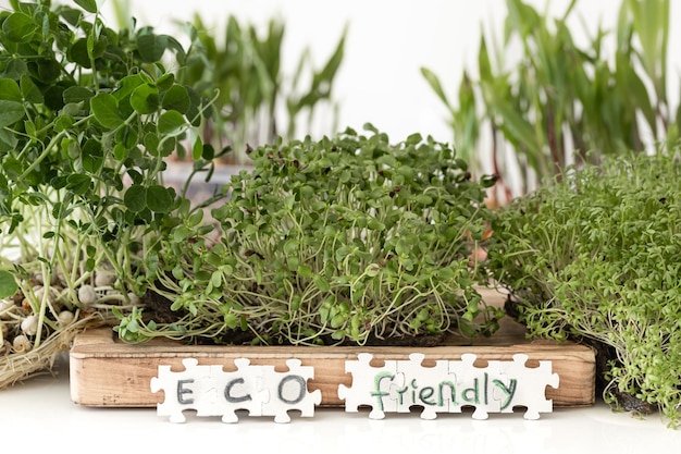 Bezpłatne zdjęcie mikrogreeny rzodkiewki z nasionami i korzeniami kiełkowania nasion w domu