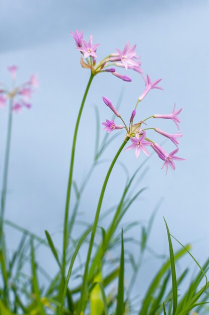 Minimalna aranżacja naturalnej rośliny