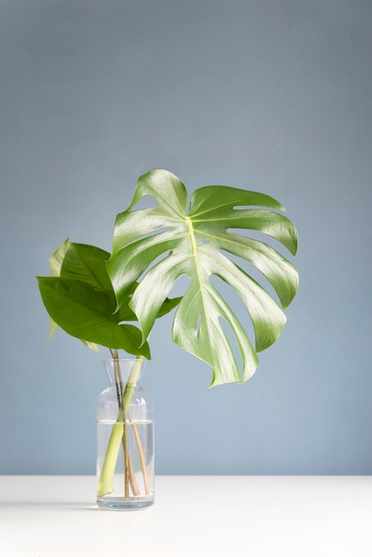 Bezpłatne zdjęcie minimalny asortyment liści tropikalnych