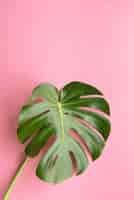 Bezpłatne zdjęcie minimalny skład roślin tropikalnych