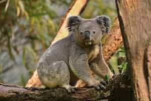 Bezpłatne zdjęcie miś koala na drzewie