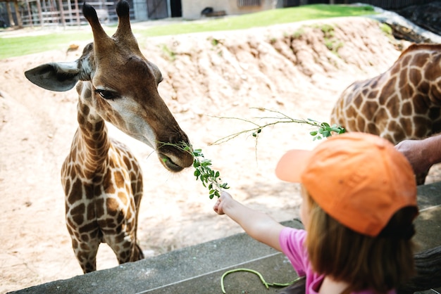 Młoda caucasian dziewczyna karmi żyrafy przy zoo