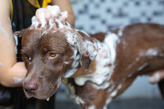 Młoda kobieta kąpieli z jej ulubionym psem, koncepcja dzień miłości psa świata.