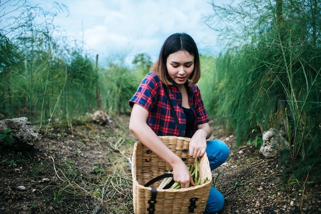 Młodego średniorolnego żniwa świeży asparagus z ręką stawiającą w kosz.