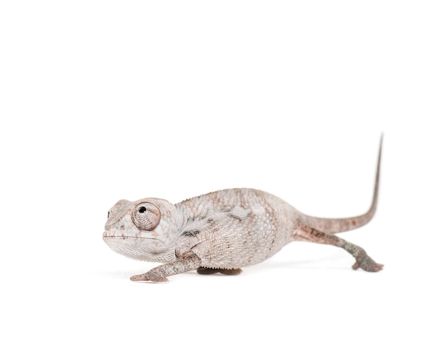 Młody kameleon z welonem, chamaeleo calyptratus, na białej powierzchni