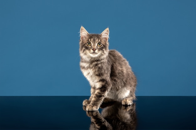 Młody kot lub kotek siedzi przed niebieskim