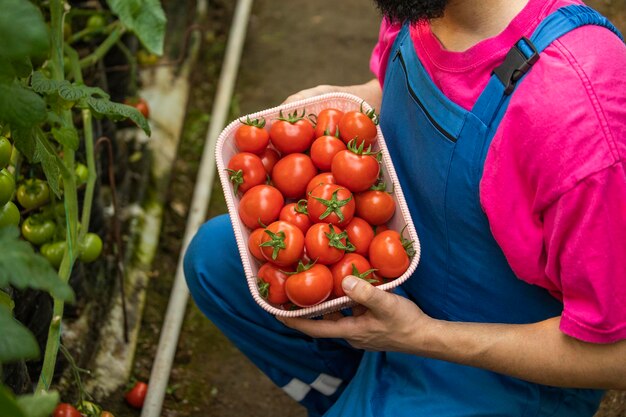 Młody mężczyzna trzyma stos dojrzałych pomidorów w szklarni