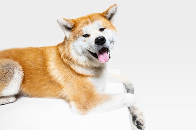 Młody pies Akita-Inu pozuje. Śliczny biało-braun piesek lub zwierzę leży i szuka szczęśliwego na białym tle. Zdjęcia studyjne. Spacja w negatywie, aby wstawić tekst lub obraz.