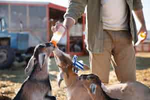 Bezpłatne zdjęcie młody rolnik karmiący swoje kozie mlekiem z butelki na farmie