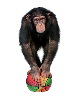 Młody szympans bawić się z balonem - simia troglodyta na bielu odizolowywającym