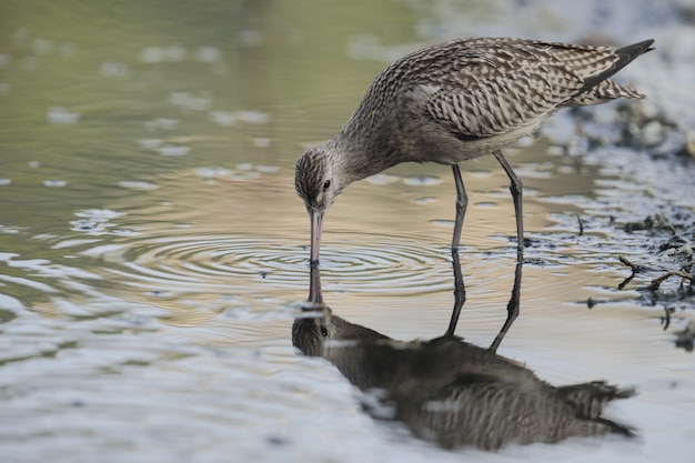 Bezpłatne zdjęcie młodzieńczy ogonek barowy limosa lapponica lapponica