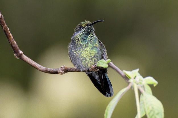 Bezpłatne zdjęcie mniejszy fiolet, colibri cyanotus, dawniej zielony fiolet,