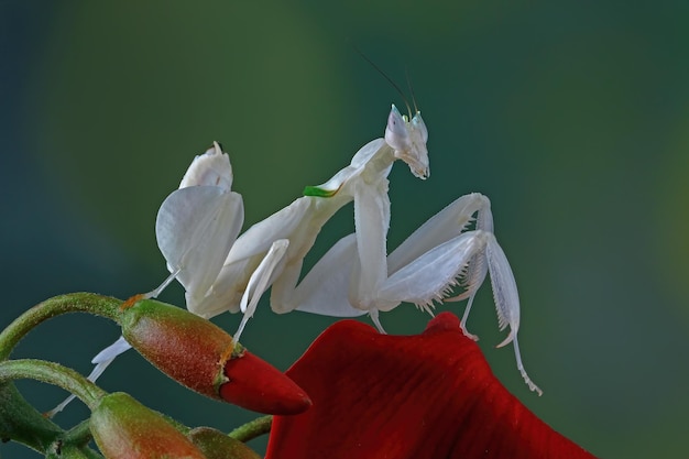 Modliszka orchidea na kwiatku piękna modliszka na kwiatku