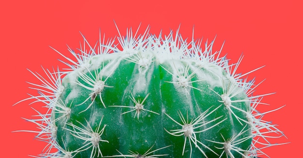 Modna tropikalna Neonowa Kaktusowa roślina na czerwieni