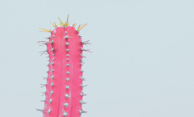 Modna tropikalna roślina Neon Cactus na szaro
