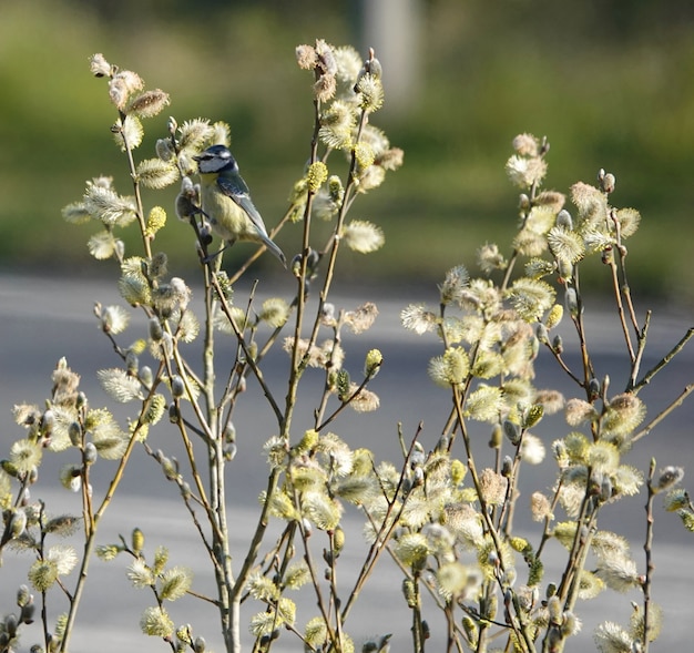 Modraszka stojąca na cienkich gałęziach na wierzbie w parku