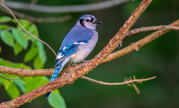 Modrosójka błękitna (Cyanocitta cristata)