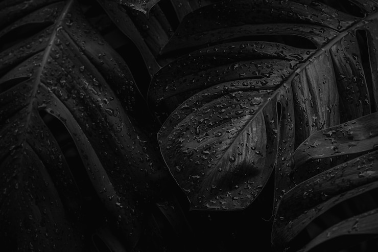 Mokre liście Monstera deliciosa w ogrodzie