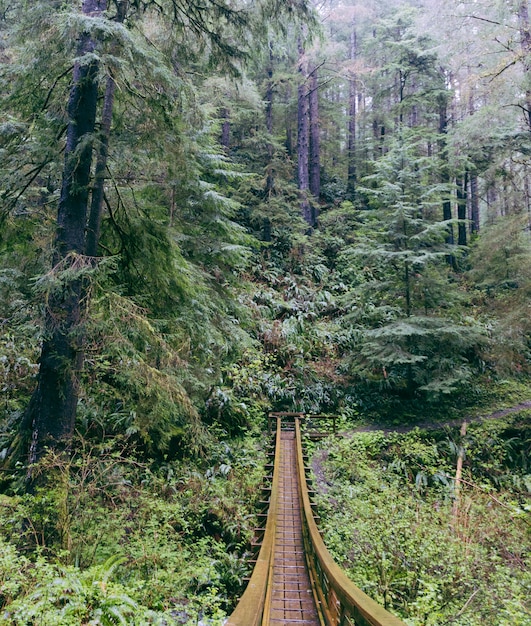 Bezpłatne zdjęcie most wiszący wykonany w lesie
