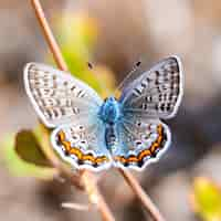 Bezpłatne zdjęcie motyl na gałęzi