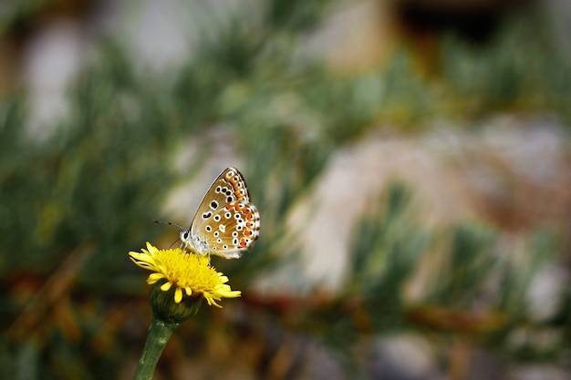 Motyl na kwiat stokrotka