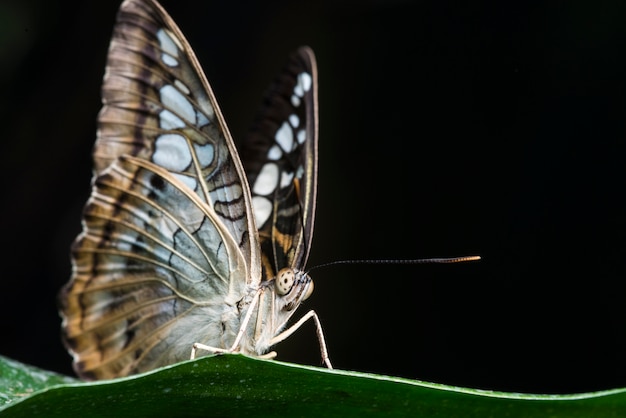 Bezpłatne zdjęcie motyl na liściu z czarnym tłem
