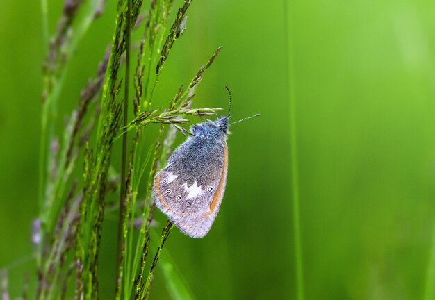 Motyl na roślinie z bliska