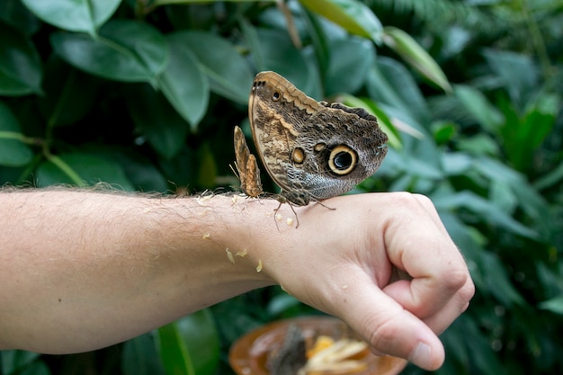 Bezpłatne zdjęcie motyl pod ręką