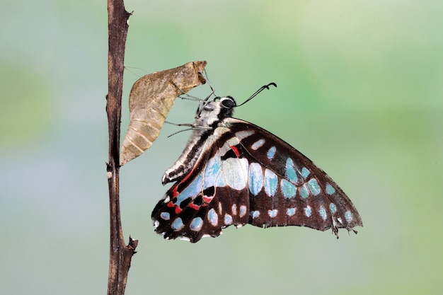 Bezpłatne zdjęcie motyl siedzący na suchej gałęzi