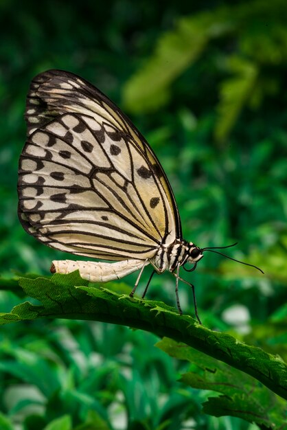 Motyl siedzi na liściu z tłem liści