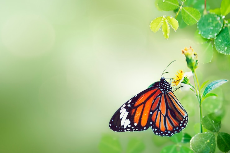 Bezpłatny plik Zdjęcie motyl w dzikiej przyrodzie