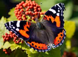 Bezpłatne zdjęcie motyl w kwiecie