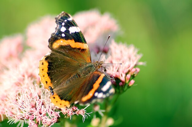 motyl w pobliżu