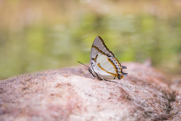 Bezpłatne zdjęcie motyl