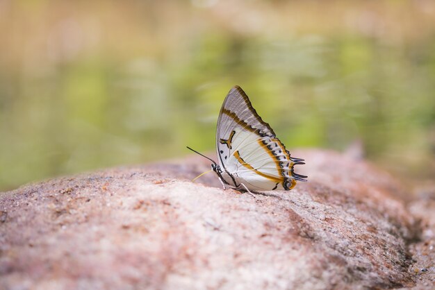 Motyl