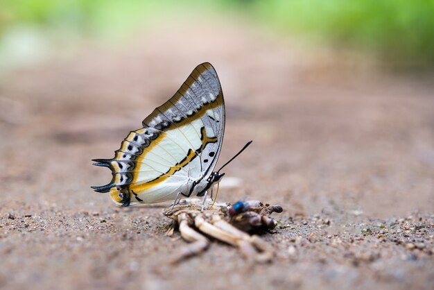 Motyl