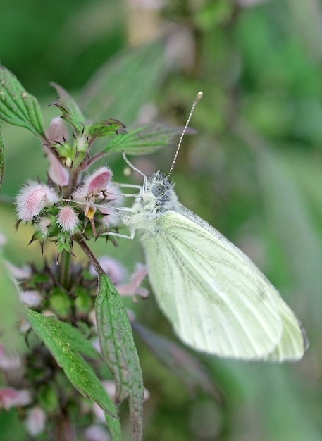 Bezpłatne zdjęcie motyl