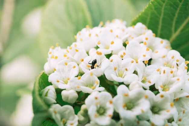 Mrówka na białych spirea kwiatach